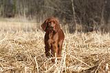 SETTER IRLANDAIS 505